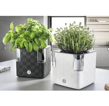 Dva kvetináče na bylinky so zavlažovacím systémom a bazalkou a tymianom na kuchynskej linke