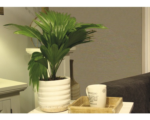 Izbová palma v ryhovanom kvetináči s šálkou kávy