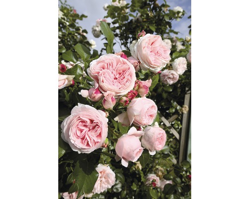 Ruža popínavá Rosen Tantau Rosa x hybrid „Giardina“ s balom
