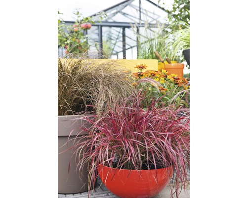 Okrasné trávy a kvety v kvetináčoch v záhrade.