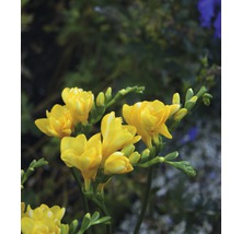 Žlté kvety frézie v záhrade