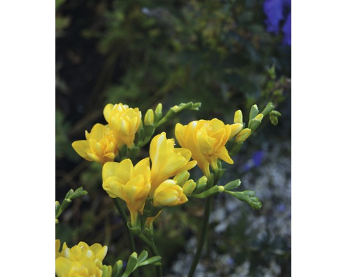 Žlté kvety frézie v záhrade