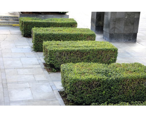 Vtáčí zob FloraSelf Ligustrum ovalifolium 40-60 cm v click kvetináči v balení 10 ks Rad obdĺžnikových, strihaných buxusových živých plotov na chodníku