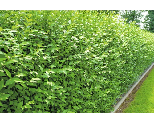 Vtáčí zob vždyzelený FloraSelf Ligustrum vulgare 'Atrovirens' 40-60 cm click kvetináči