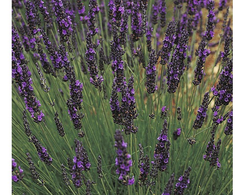 Levanduľa Lavandula angustifolia kvetináč Ø 11 cm Detail kvetov levandule