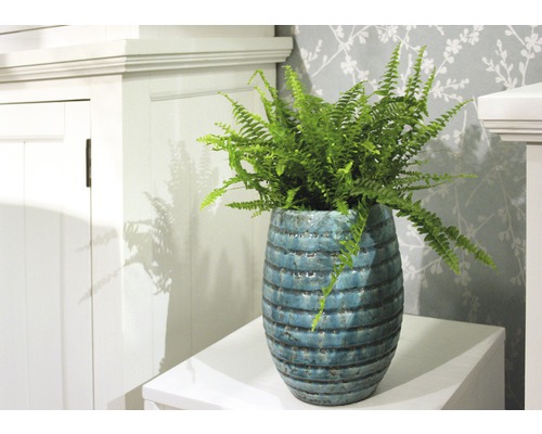 Izbová rastlina papraď v ozdobnom kvetináči