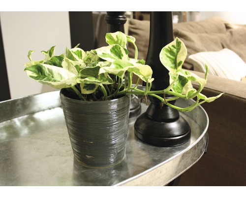 Rastlina v kvetináči na podnose