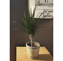 Dračinec FloraSelf Dracaena fragrans „Margináta“ 45-55 cm kvetináč Ø 11 cm