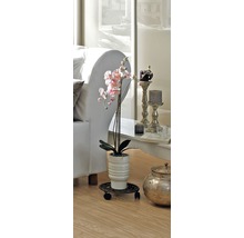 Ozdobná orchidea v obývacej izbe na kolieskach na rastliny.