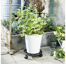 Rastlina v kvetináči na kolieskach vonku