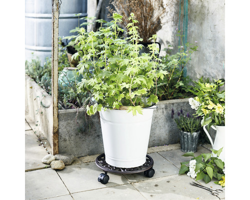 Rastlina v kvetináči na kolieskach vonku