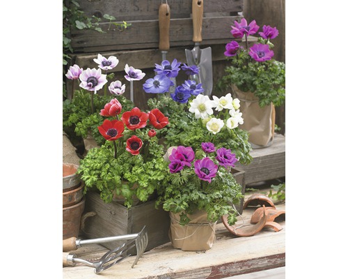 Aranžmán rôznofarebných veternica v kvetináči so záhradným náradím