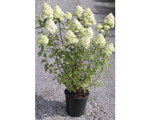 Hortenzia latnatá FloraSelf Hydrangea paniculata 'Limelight' výška 80-100 cm kvetináč 10 l