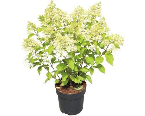 Hortenzia latnatá FloraSelf Hydrangea paniculata 'Phantom' výška 50-60 cm kvetináč 5 l