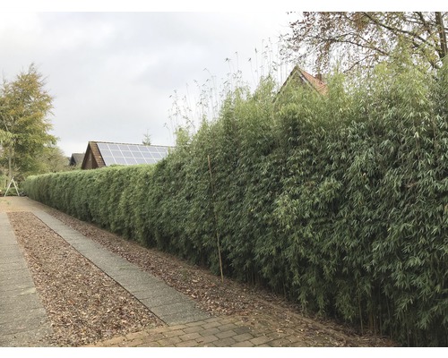 Bambusový živý plot v záhrade ako zástena súkromia