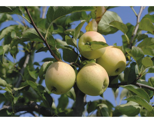 Jabloň zimná BIO FloraSelf Bio Malus domestica 'Golden Delicious' kmeň cca 60 cm celková výška 130-150 cm kvetináč 7,5 l