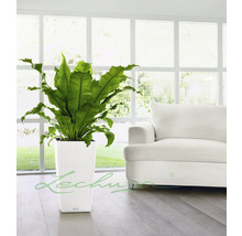 Izbová rastlina v bielom štvorcovom kvetináči s ratanovým vzorom pred oknom