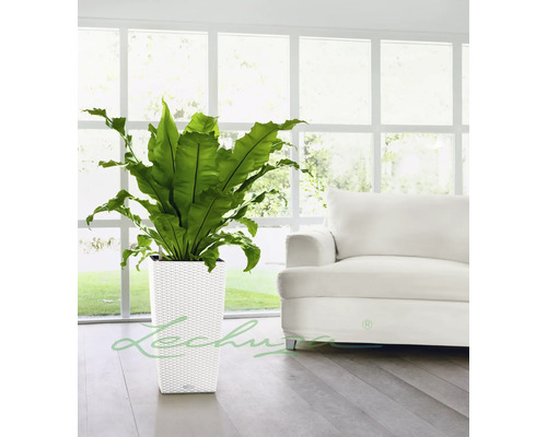 Izbová rastlina v bielom štvorcovom kvetináči s ratanovým vzorom pred oknom