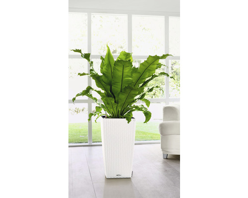 Papraď vtáčieho hniezda v bielom kvetináči