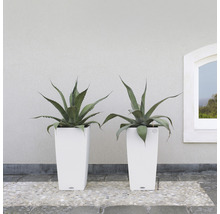 Dve rastliny agáve v bielych, vysokých kvetináčoch pred stenou a oknom.