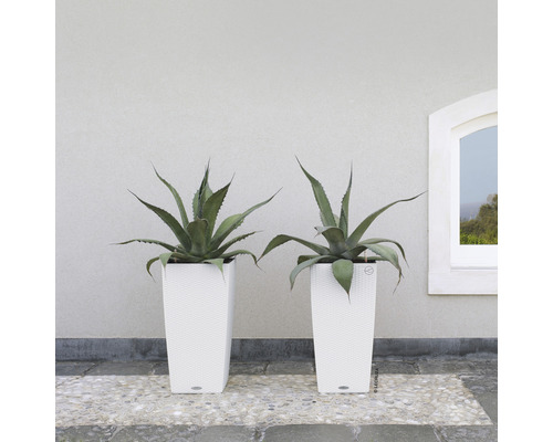 Dve rastliny agáve v bielych, vysokých kvetináčoch pred stenou a oknom.