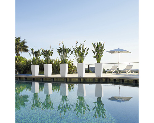 Rad kvetináčov s rastlinami pri bazéne