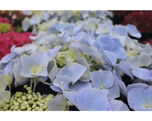 Hortenzia kalinolistá Hydrangea macrophylla 30-40 cm kvetináč 5 l, rôzne odrody Detail kvetov hortenzie