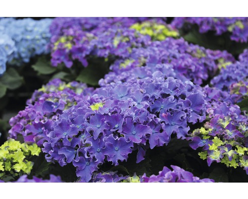Detail fialových záhradných hortenzií.