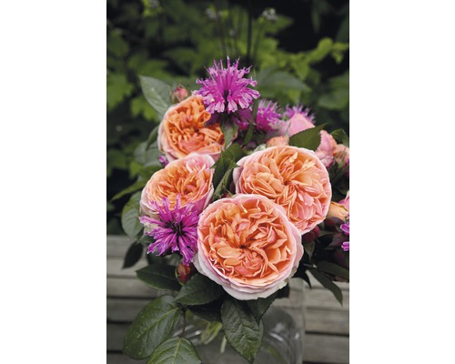 Ruža Tantau Rosa x hybrid 'Chippendale' s balom