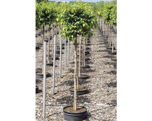 Rada guľovitých stromov v kvetináčoch v škôlke