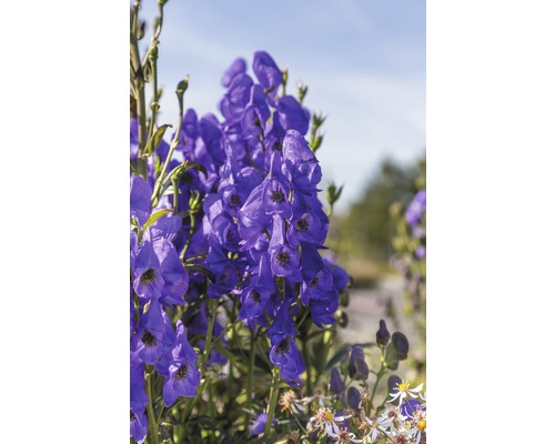 Detailný záber kvetov prilbice v záhrade.