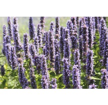 Detailný záber skupiny rastlín Agastache v záhrade.