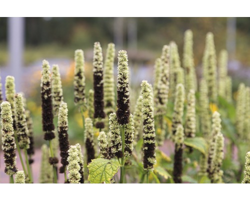 Detailný záber skupiny rastlín knotovky sviečkovej v záhrade.
