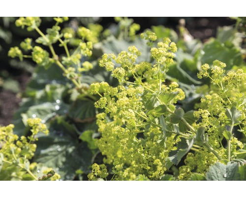 Alchemilka mäkká FloraSelf Alchemilla mollis 5-40 cm kvetináč 0,5 l