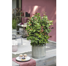 Ostružinový ker v kvetináči na záhradnom stole s pečivom