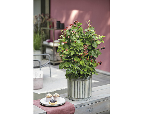 Ostružinový ker v kvetináči na záhradnom stole s pečivom