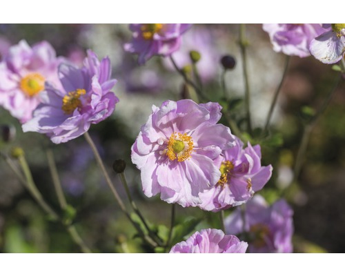Veternica hupejská FloraSelf Anemone hupehensis var. japonica 'Kráľovna Charlotte'' 5-40 cm kvetináč 0,5 l Veternica hupejská FloraSelf Anemone hupehensis var. japonica 'Kráľovna Charlotte'' 5-40 cm kvetináč 0,5 l