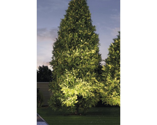 Osvetlený tuja v záhrade za súmraku