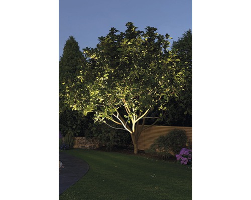 Osvetlený strom v záhrade za súmraku.