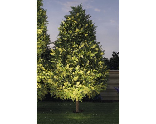 Osvetlený ihličnan v záhrade