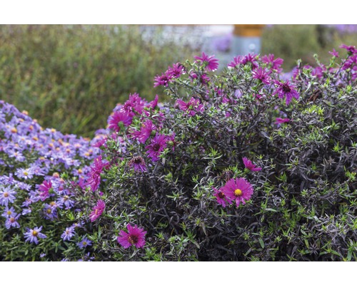 Astra, astra krovinatá FloraSelf Aster dumosus 'Jenny' výška 5-20 cm kvetináč 0,5 l Detail fialových a ružových jesenných astier v záhradnom záhone