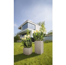 Dva kvetináče rôznych veľkostí s rastlinami v záhrade pred moderným domom.