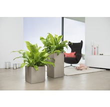 Dva štvorcové kvetináče s rastlinami v svetlej obývacej izbe.