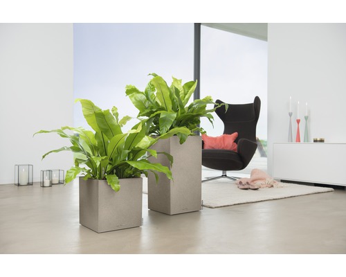 Dva štvorcové kvetináče s rastlinami v svetlej obývacej izbe.