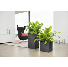 Dva sivé kvetináče so zelenými rastlinami v obývacej izbe