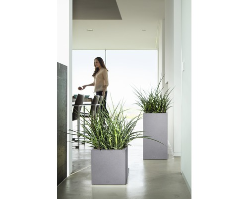 Dva kvetináče s rastlinami vo svetlej miestnosti