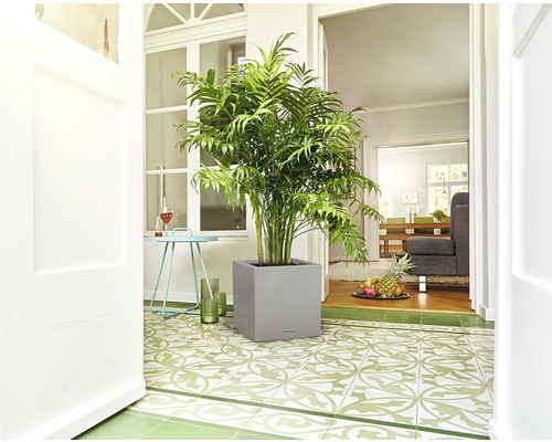 Interiérová scéna s izbovou rastlinou v sivom kvetináči