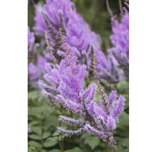 Astilbe v záhrade