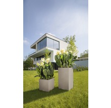 Dva štvorcové kvetináče s kvetmi na trávniku pred moderným domom.