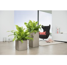 Obývacia izba s dvoma štvorcovými kvetináčmi a izbovými rastlinami